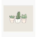 Aesthetic Tiny's