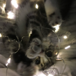 Lenssy’s kitty party group