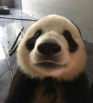 fluffypwanda