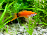 Ultimate Fish Group