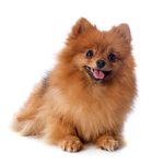 ROBLOX Puppy Palace