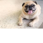 team pugs forever