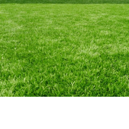 Just grass.