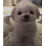 LOL HIIIIIIIII