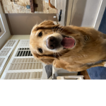 Doggie Donuts <3