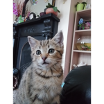 Si ma the cat