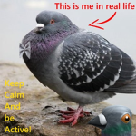 The Official Pigeon Group
