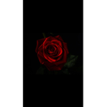 levii_4