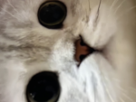 Lamiselinazalahina’s Katzen Freunde