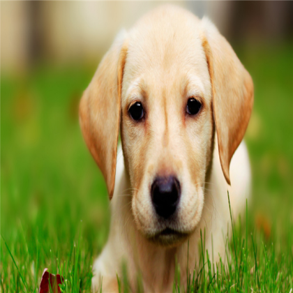 DOG Roblox decal