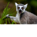 Lemur Group