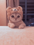 meow meowin
