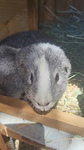 Guinea pig Inc. 100
