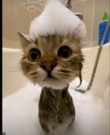 Baby kitts