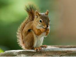 .Squirrel Squad