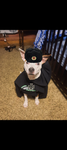 Tank the dog fan club