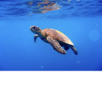 Mission turtles