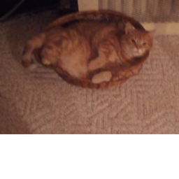 CAT WORLD