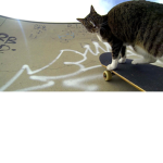 cat group lucasvlog8