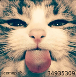 icemop meow