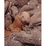 Ferret fam.Always stick together