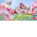 ~+ Beautiful Butterfly's +~