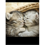 Cats are perrr-fect