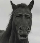 Horse Harvesters