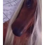 ｡･ﾟﾟ･･ﾟﾟ･｡