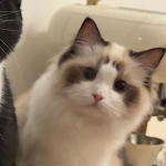 Silly Cats hehe