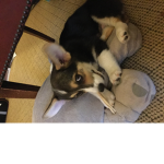 Corgis and clothes
