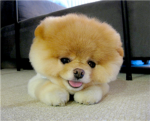 puppy united