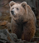 Bear Den Studios