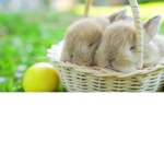 •[Lily and Ella]•