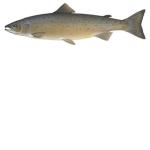 Ethan's silly salmon scholars