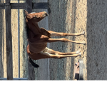 Horse_academy school