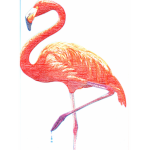 Funny Flamingos