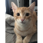[SEA] Cat army
