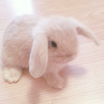 Pinky bunny