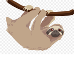 Studio Sloth