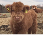 Strawberry Cow's Group