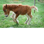 pony gruppo