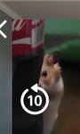 Squirrels slay all day
