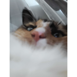 Kiwipotato