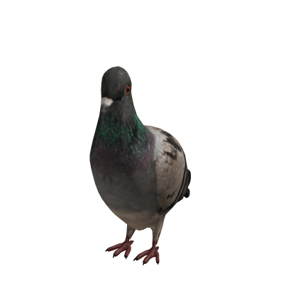 Pigeon