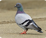 Sigma bird club