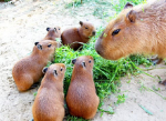 Capybara Paris