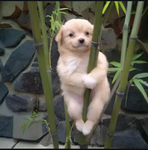 puppykins