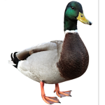 Ducky’s United, we shall rise once again