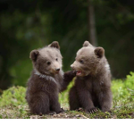 All Hail The Bears